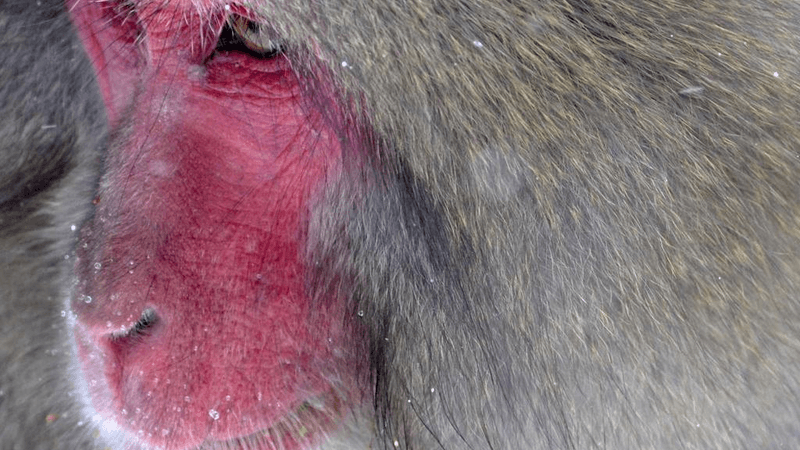 Forest - professional stock photography