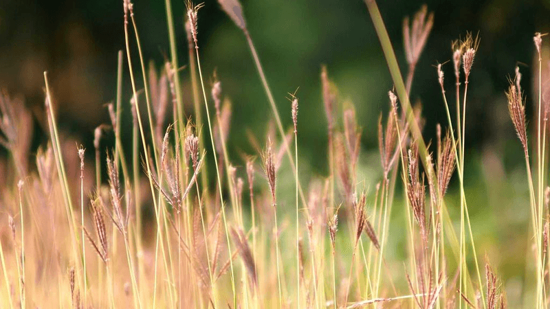 Market - professional stock photography
